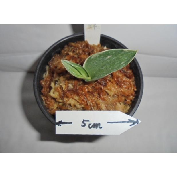 おもと 万年青 富国錦 No 409 Ooou 万年青 庄おもと園 通販 Yahoo ショッピング