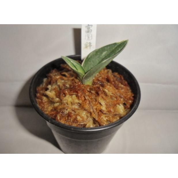 おもと 万年青 富国錦 No 409 Ooou 万年青 庄おもと園 通販 Yahoo ショッピング