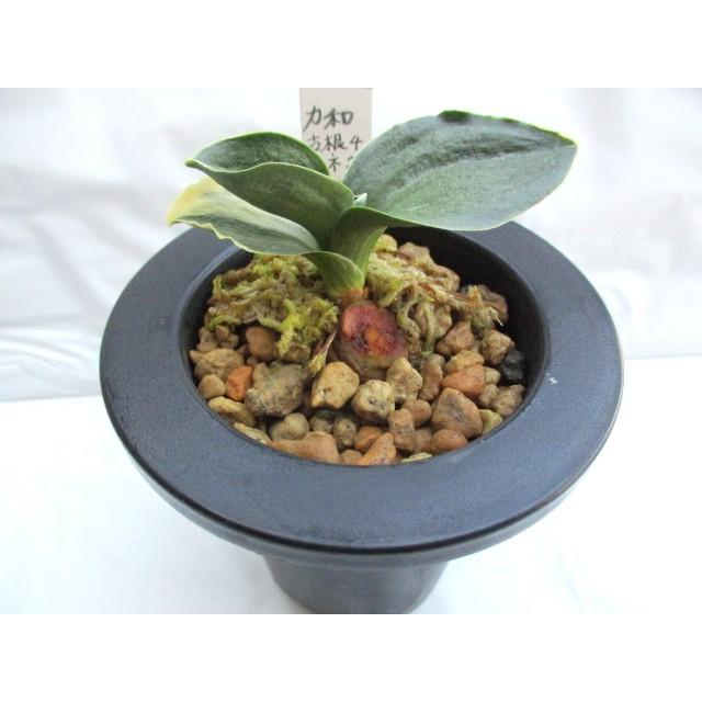 NO.327力和 : 万年青・庄おもと園 - 通販 - Yahoo!ショッピング