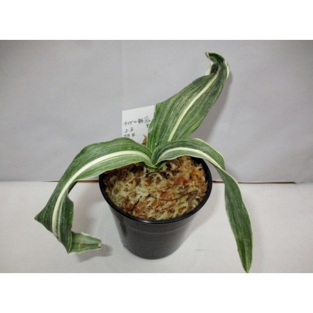 代引不可 おもと 万年青 千代の舞 覆輪 ｎｏ 556 Rakuten Vinylspotnyc Com