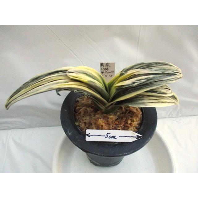 おもと（万年青）萬楽 NO.464 : 万年青・庄おもと園 - 通販