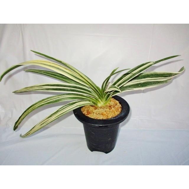 おもと 万年青 天照海 ｎｏ 432 S1 万年青 庄おもと園 通販 Yahoo ショッピング