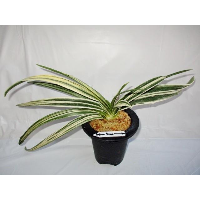 おもと 万年青 天照海 ｎｏ 432 S1 万年青 庄おもと園 通販 Yahoo ショッピング