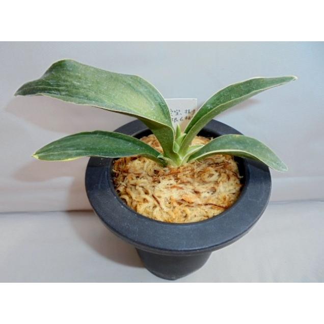 おもと 万年青 豊授楽 No 309 Sll 万年青 庄おもと園 通販 Yahoo ショッピング