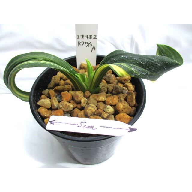 NO.349羅紗獅子（縞） : 万年青・庄おもと園 - 通販 - Yahoo!ショッピング