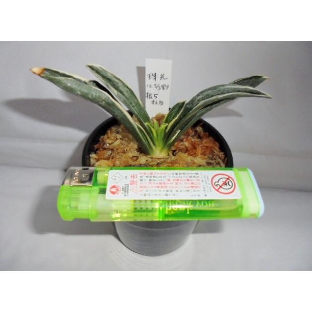 おもと 万年青 珠光 No 432 Wio 万年青 庄おもと園 通販 Yahoo ショッピング