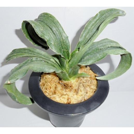 万年青 おもと 羅紗獅子 青 ｎｏ ４６４ Zzop 万年青 庄おもと園 通販 Yahoo ショッピング