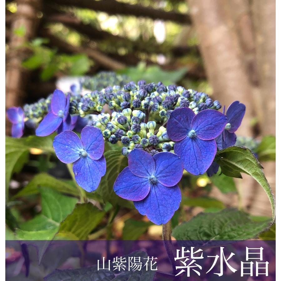 山紫陽花 紫水晶 / ヤマアジサイ/ 山アジサイ : ガーデン 93 - 通販