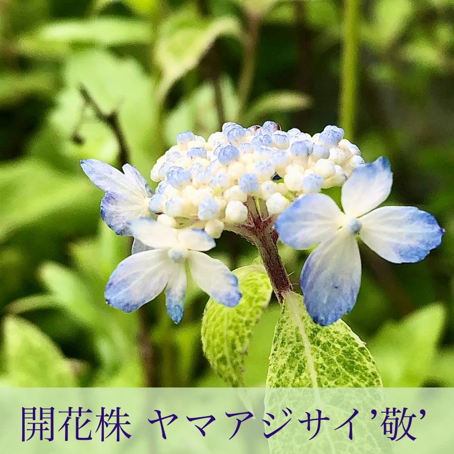 レースのように繊細な 斑入り山紫陽花 '敬' : ガーデン 93 - 通販