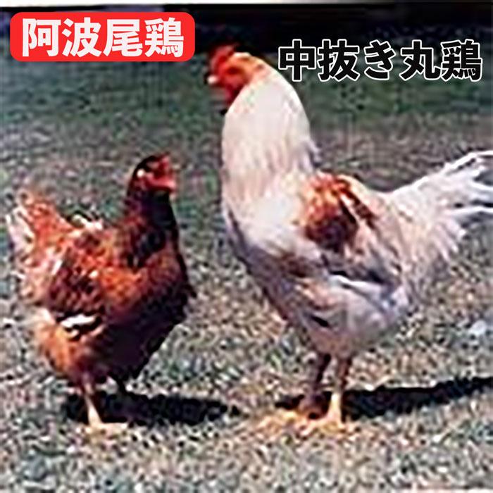国産地鶏 阿波尾鶏 中抜き丸鶏 1羽 約2.2kg〜3kg 徳島県産 鶏肉 冷凍品 業務用｜syokuniku｜02