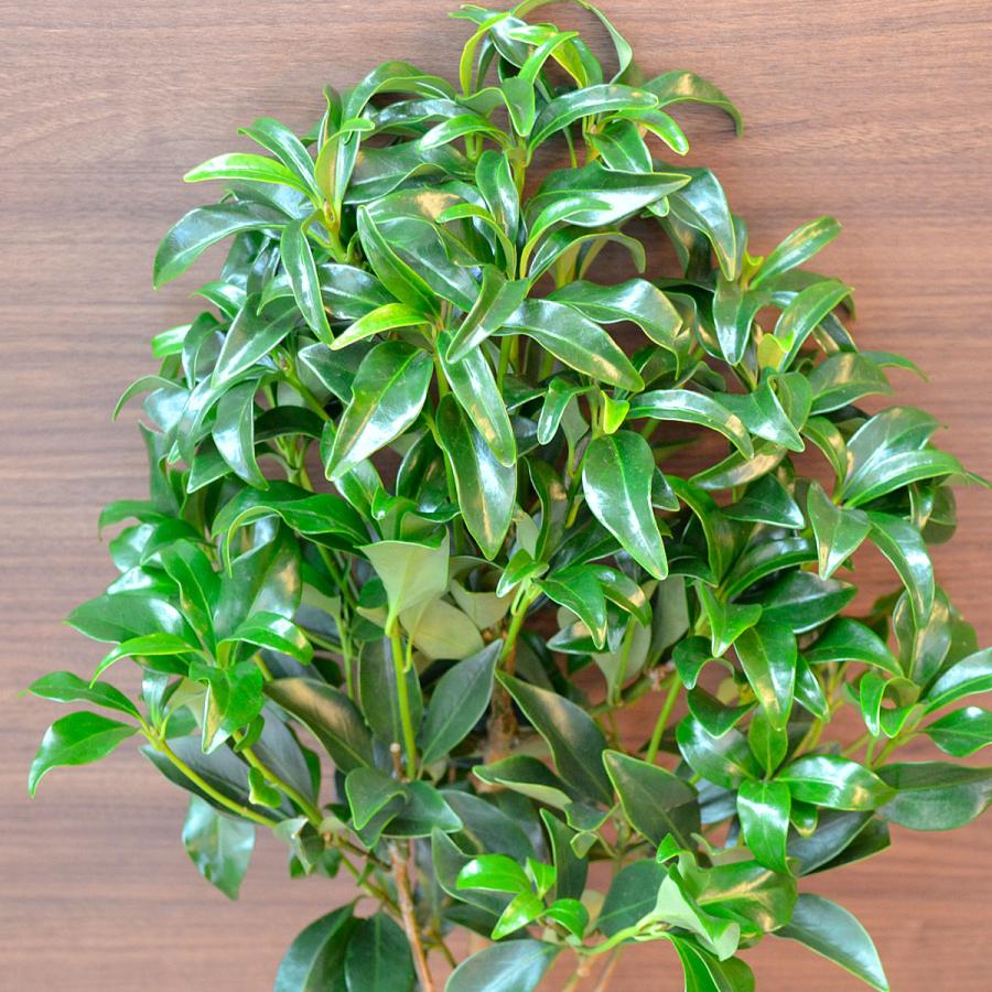 配送エリア限定商品 北海道のみ おしきみ生花 根付き１本 なまもの 001 おしきび 樒 仏花【返品・交換不可】（Yahoo!・正宗堂syosyudoヤフーショッピング店）