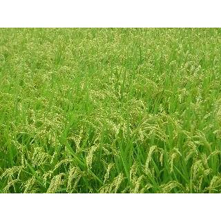新米 令和6年度産☆石川県産コシヒカリ白米5キロ☆増量可能 新米 令和6年度産☆石川県産コシヒカリ白米5キロ☆増量可能