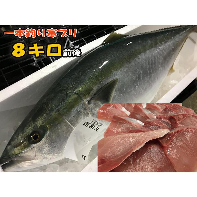 寒ブリ通販 日本海新潟の一本釣り産地漁師からお取り寄せ 8キロ前後 ぶり 鰤 刺身 しゃぶしゃぶ 年末 パーティー 送料無料 水産物応援商品 37 漁師直送昭和丸 通販 Yahoo ショッピング