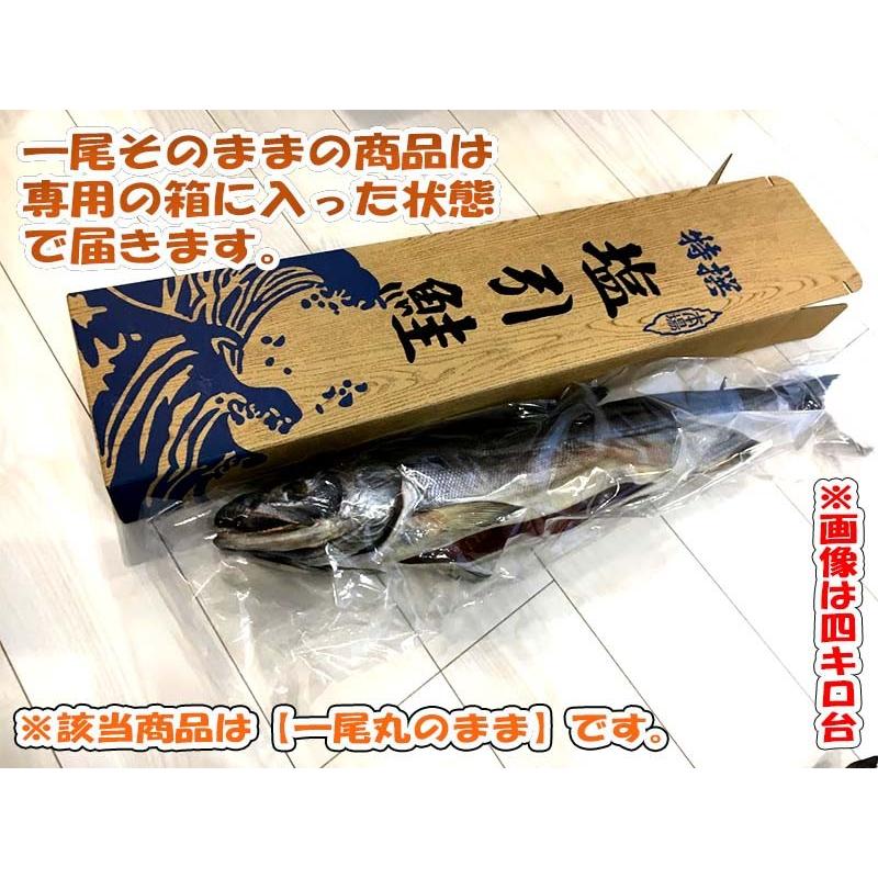 塩引き鮭３キロ台 新潟県村上市から産地直送でお取り寄せ 一尾丸のまま 冷蔵発送 条件付送料無料 Shiobikisake3k Reizou 漁師直送昭和丸 通販 Yahoo ショッピング