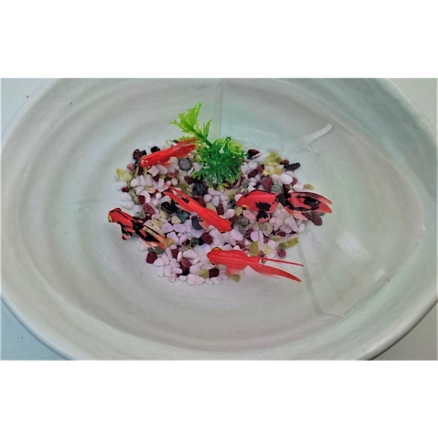 金魚 金魚 出目金 3匹セット 水草セット 金魚 出目金 小2匹 水草 が送料無料で1 100円 代引き不可 1527 うつわの翔山 ヤフー店 通販 Yahoo ショッピング