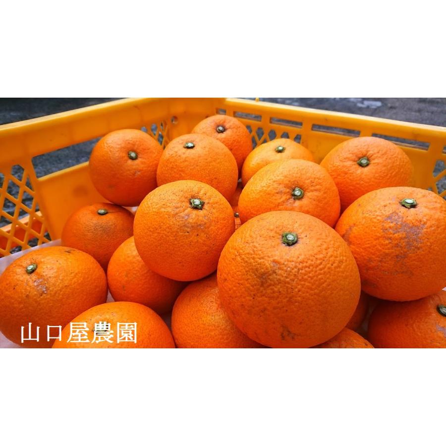 紅八朔5kg+はるみ10kg　15kg箱 紅八朔 因島産 箱込10kg 【農薬：栽培期間中不使用】 防腐剤無 農家