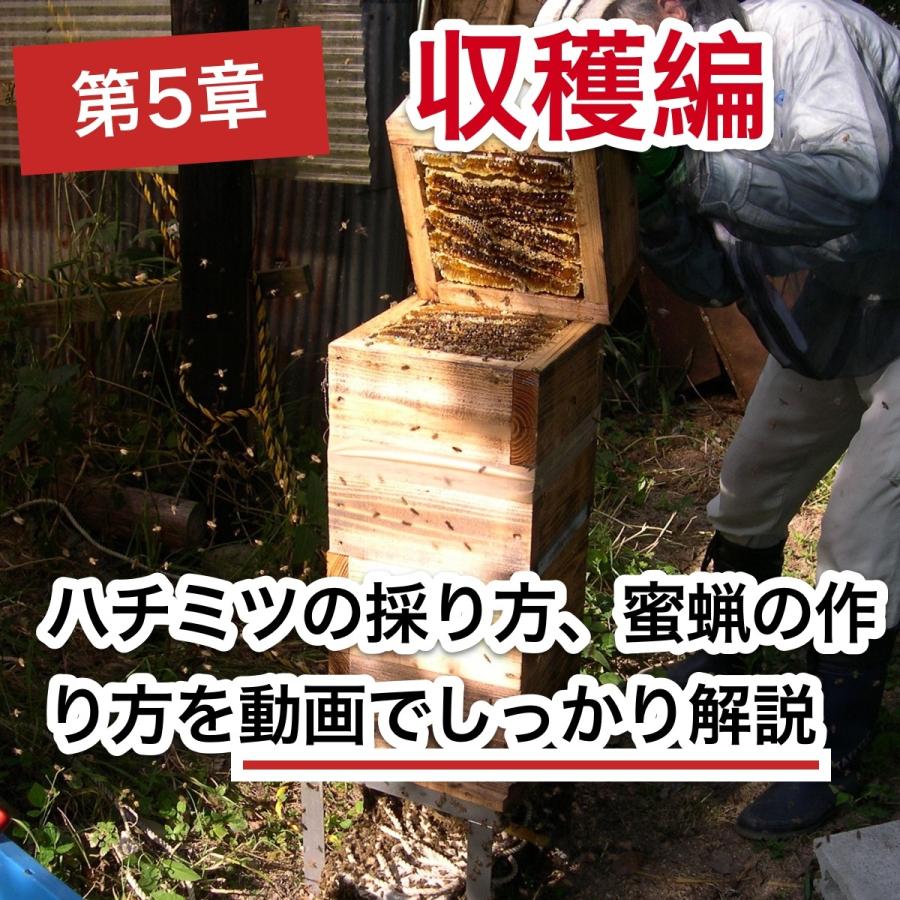 これならできる ニホンミツバチの週末養蜂 Dvd付 B1 週末養蜂家ショップ ヤフー店 通販 Yahoo ショッピング