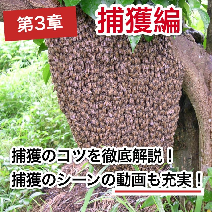 これならできる！ニホンミツバチの週末養蜂【DVD付】｜syumatsuyoho｜06