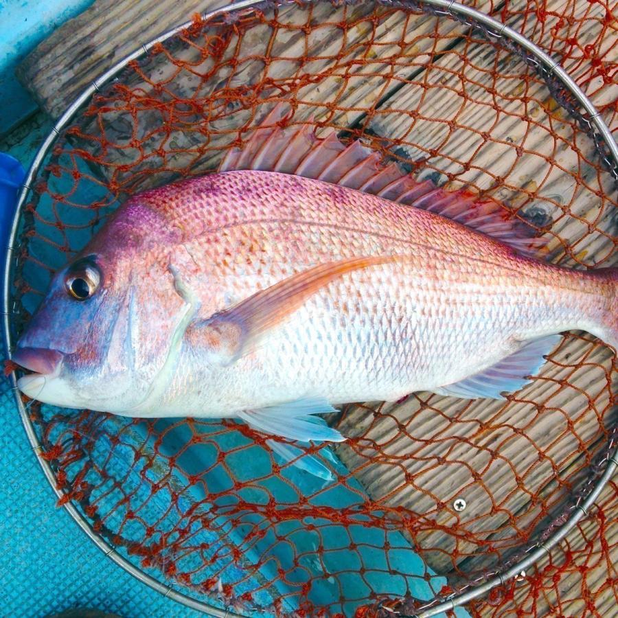 4色×120g タングステン タイラバ 鯛ラバ ヘッド 【公式通販】