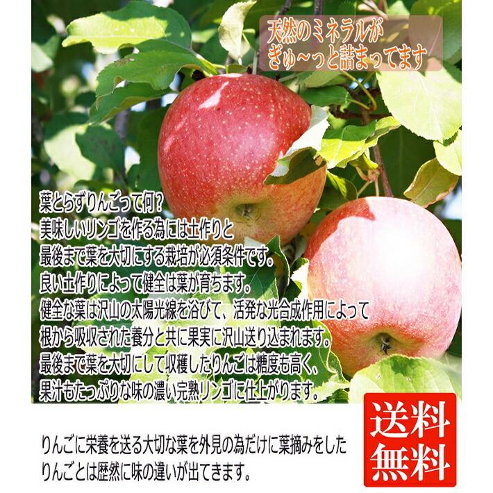 信州産 りんご 葉とらず サンふじ 10kg 『小玉』（４０-４６玉） 安心安全 是非皮ごと食べてください。｜syun-sai｜03