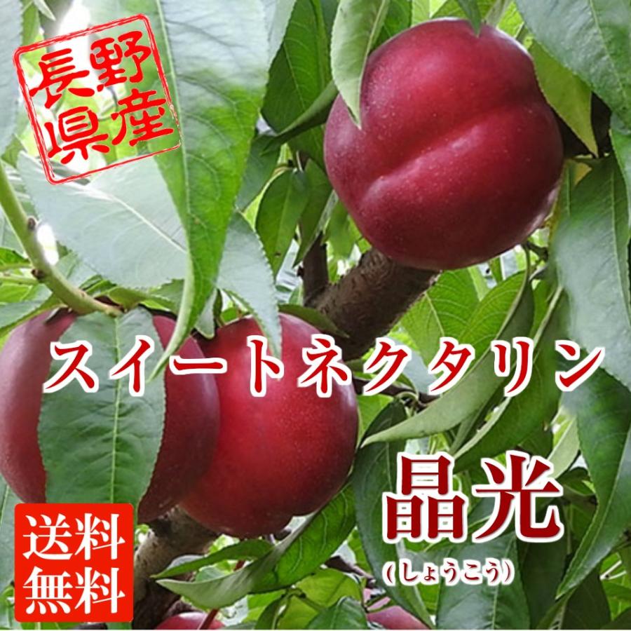 長野県産 スイートネクタリン（晶光） 約２kg 送料無料 | 
