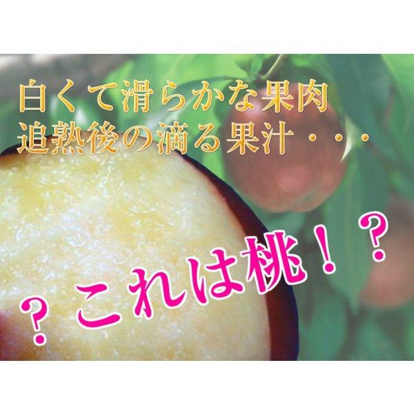 長野県産 スイートネクタリン（晶光） 約２kg 送料無料 |  | 01