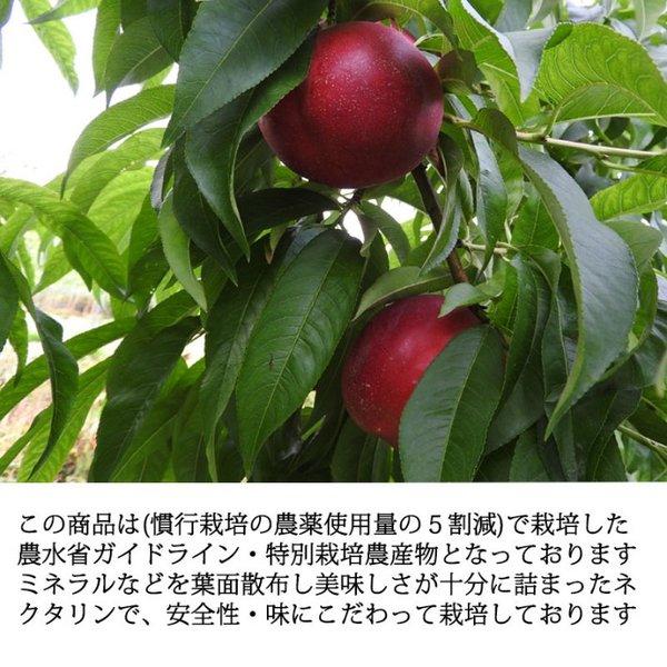 長野県産 スイートネクタリン（晶光） 約２kg 送料無料 |  | 02