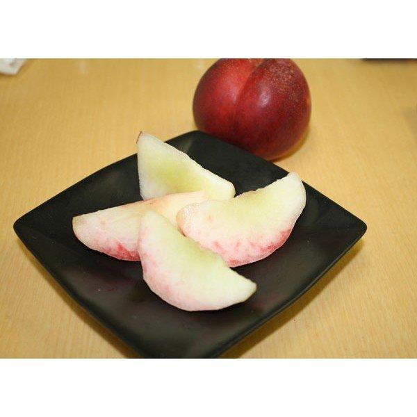 長野県産 スイートネクタリン（晶光） 約２kg 送料無料 |  | 04