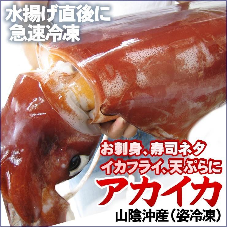 送料無料アカイカ ソデイカ 姿冷凍 山陰産 冷凍 1杯 8kg前後 Clarific Com Mx