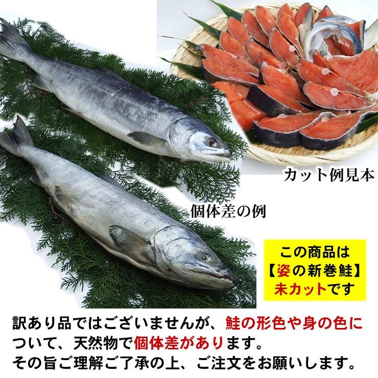 送料無料 北海道産 新巻鮭 姿1匹 1.4kg前後 化粧箱入り 冷凍
