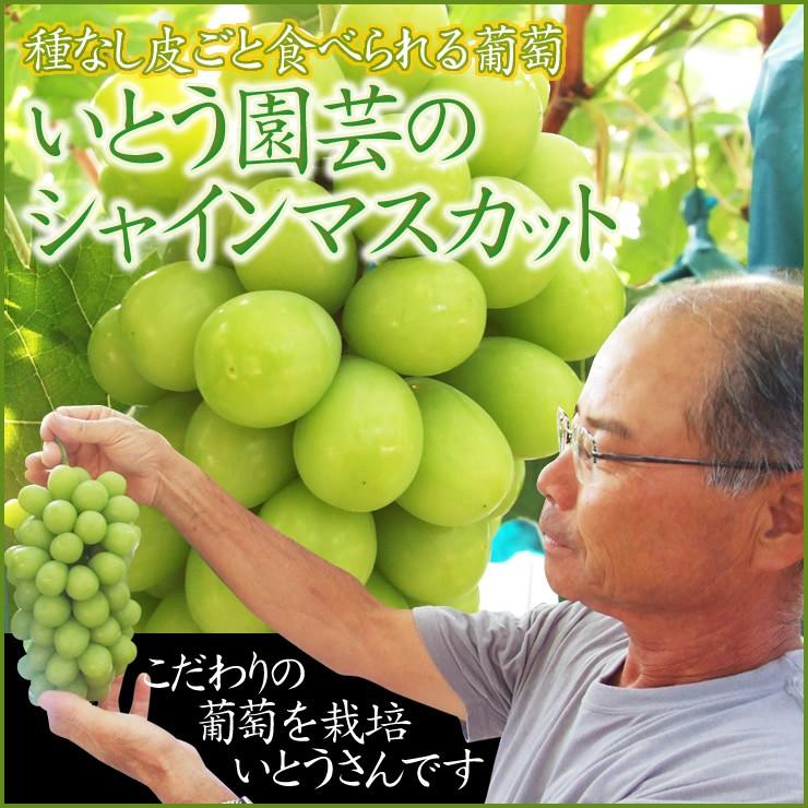 いとう園芸産 シャインマスカット 2キロセット 2-4房入 送料無料 鳥取県産 ご自宅用お値打ち品 :itosyain2k4500:本物を追求する フォーシーズン - 通販 - Yahoo!ショッピング いとう園芸産 シャインマスカット 2キロセット 2-4房入 送料無料 鳥取県産 ご自宅用お値打ち品 :itosyain2k4500:本物を追求する フォーシーズン - 通販 - Yahoo!ショッピング