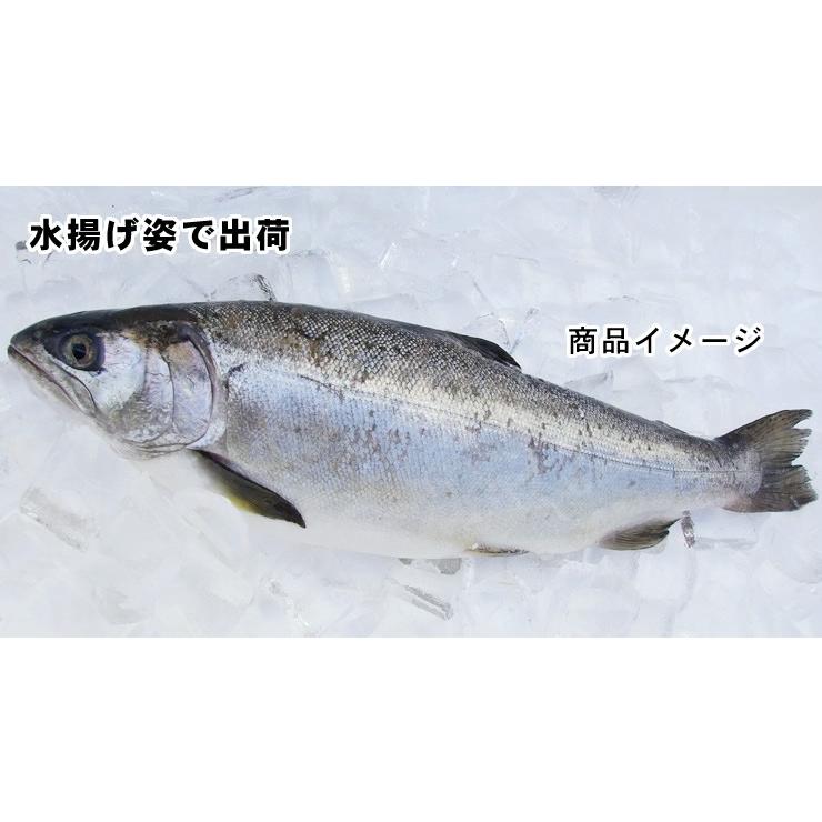 送料無料　とっとり琴浦グランサーモン　養殖鮭・トラウトサーモン　1匹　2-2.5kg程度　活締め　冷蔵便　鳥取県産　｜syun-sakana｜05