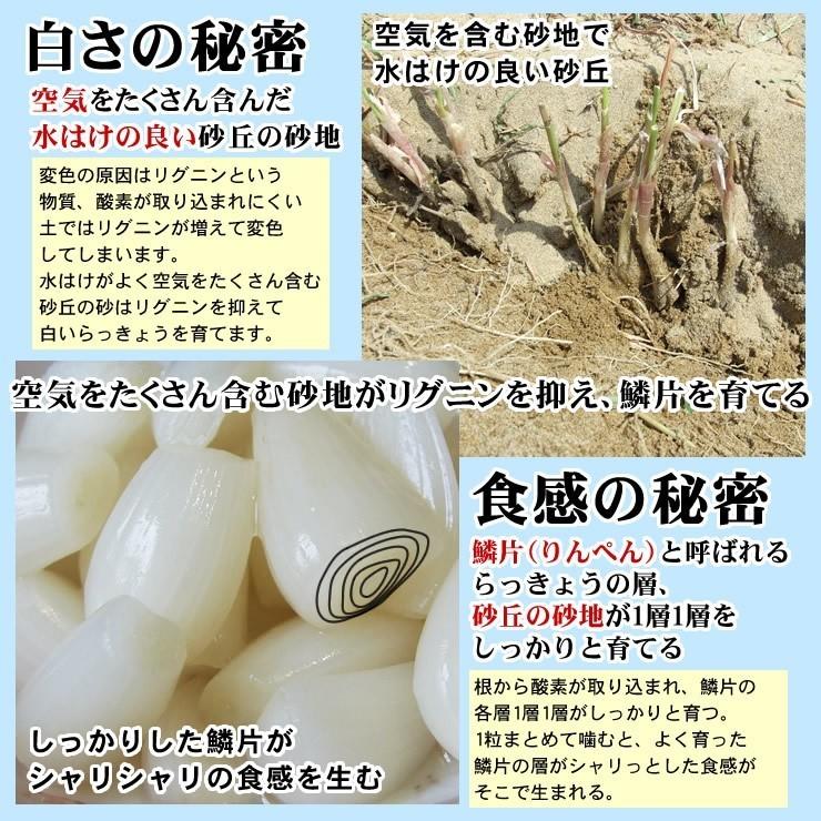 送料無料 砂丘らっきょう ピリ辛 1ｋｇ らっきょう漬け同士は同梱可能 甘酢漬け 鳥取県福部町産ラッキョウ 二十世紀梨酢入り Kouyarakkyopirikara1k 本物を追求する フォーシーズン 通販 Yahoo ショッピング
