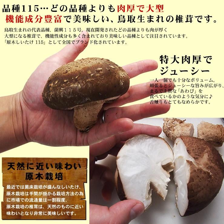 鳥取県産 品種115 原木 生しいたけ 椎茸 肉厚ジャンボサイズ 6 鳥取県産 品種115 原木 生しいたけ 椎茸 肉厚ジャンボサイズ 6