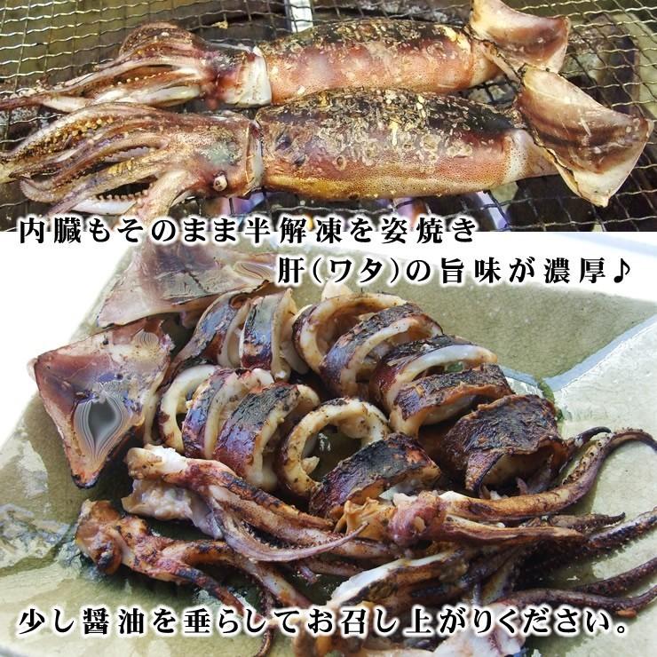 船内冷凍 スルメイカ 6杯セット 6杯入り 1ｋｇ程度セット 冷凍 お刺身用 送料無料 釣りたて船で急速冷凍 船凍イカ Sentoika1k 本物を追求する フォーシーズン 通販 Yahoo ショッピング