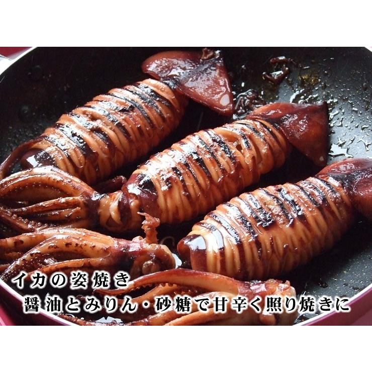 船内冷凍 スルメイカ 6杯セット 6杯入り 1ｋｇ程度セット 冷凍 お刺身用 送料無料 釣りたて船で急速冷凍 船凍イカ Sentoika1k 本物を追求する フォーシーズン 通販 Yahoo ショッピング