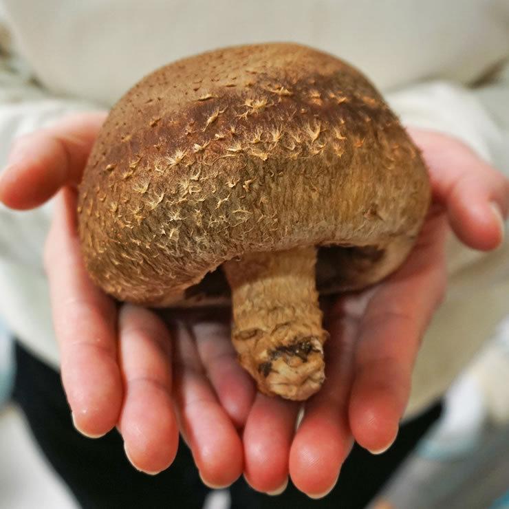 鳥取茸王 金ラベル茸王 原木生しいたけ 椎茸 品種115 2パック 鳥取茸王 金ラベル茸王 原木生しいたけ 椎茸 品種115 2パック