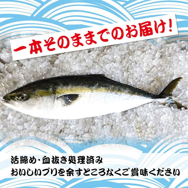 うまかぶり 寒ブリ 養殖 1匹 4kg前後 活締め 送料無料 鳥取の醤油 大山むらさき１本プレゼント 鰤 ブリ ギフト お歳暮 Umakaburi4 本物を追求する フォーシーズン 通販 Yahoo ショッピング