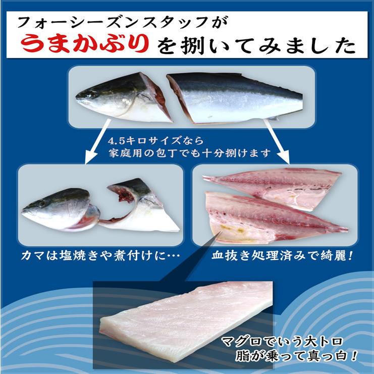 うまかぶり 寒ブリ 養殖 1匹 4kg前後 活締め 送料無料 鳥取の醤油 大山むらさき１本プレゼント 鰤 ブリ  ギフト お歳暮｜syun-sakana｜06