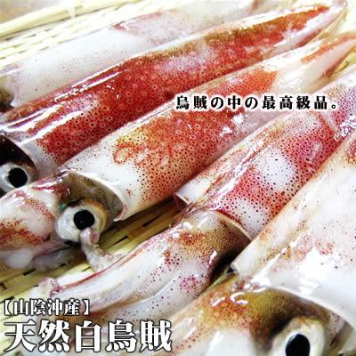 白イカ 白烏賊 ５杯セット 60-90g程度が5杯入 送料無料 冷凍 山陰沖産 イカ 烏賊 シロイカ　ポイント使用