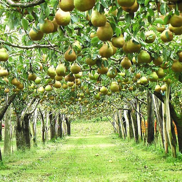 洋梨 ラフランス お取り寄せグルメ 秀品 送料無料 5-6L 5kg 山形県 上山産 産地直送