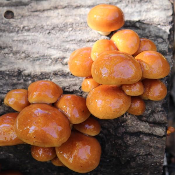 原木 なめこ 1kg 送料無料 山形県産 ナメコ きのこ 産地直送 Z 産直 旬味 通販 Yahoo ショッピング