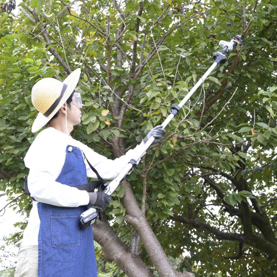 4／25日まで出品 　山採りアセビA H130cm W50 アセビ 1.2m 露地 苗 : トオヤマグリーン - 通販 - Yahoo