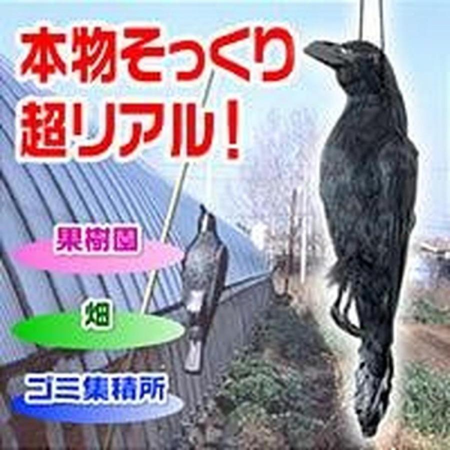 鳥害 本物ソックリカラス イヤガラス 1匹 : ダイユーエイト収納ナビ