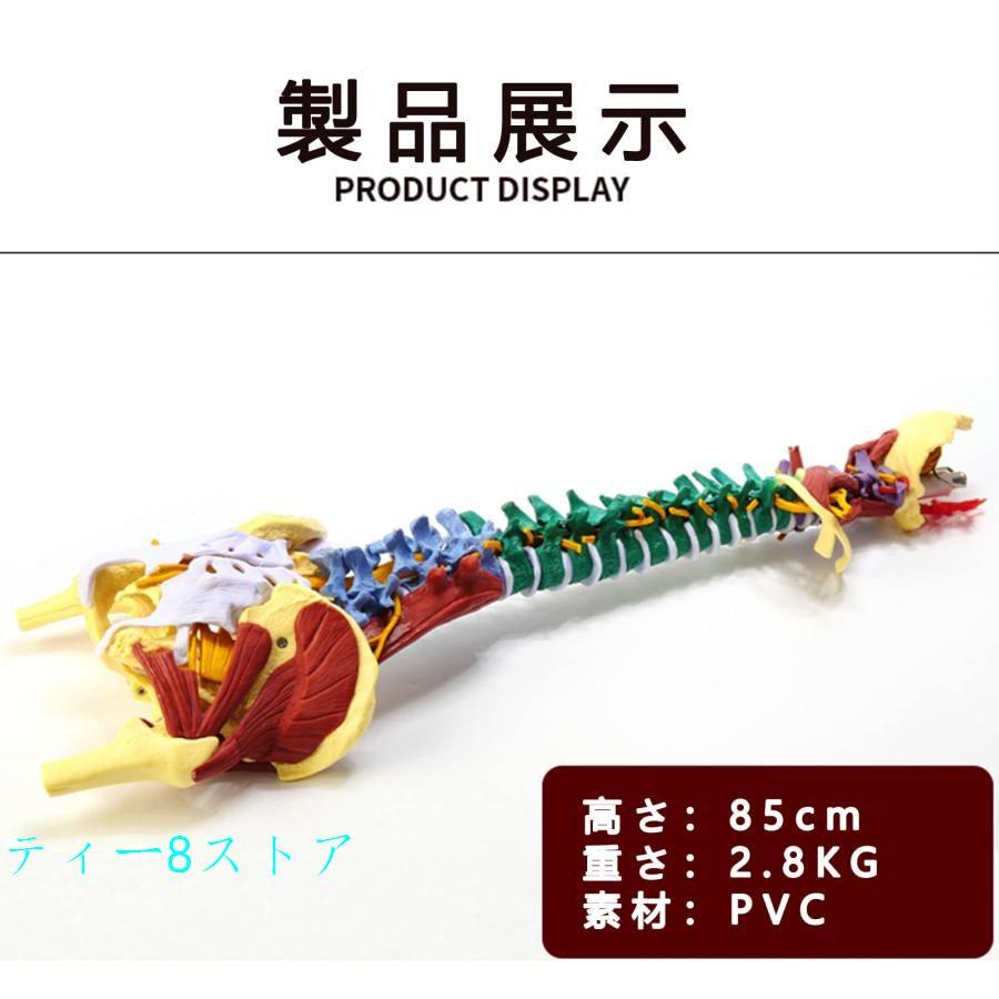 人体模型 脊椎 骨盤 筋肉　骨盤模型 (主要筋・靭帯・神経付) 実物大 Amazon.co.jp: 7ウェルネ 骨盤模型 人体模型 (主要筋・靭帯