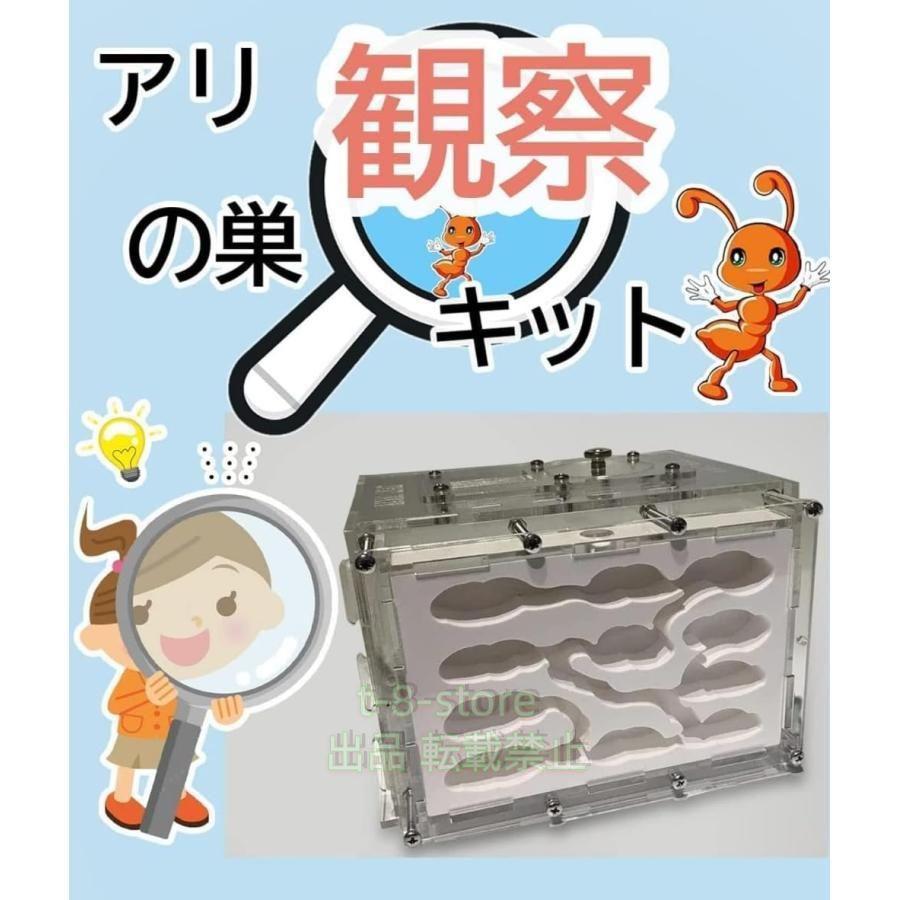 アリ飼育キット 石膏製巣箱 透明アクリル製ケース アリの巣観察