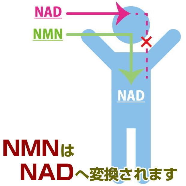 人気沸騰ブラドン NMN Q 180粒 5個セット キュー エヌエムエヌ プラス