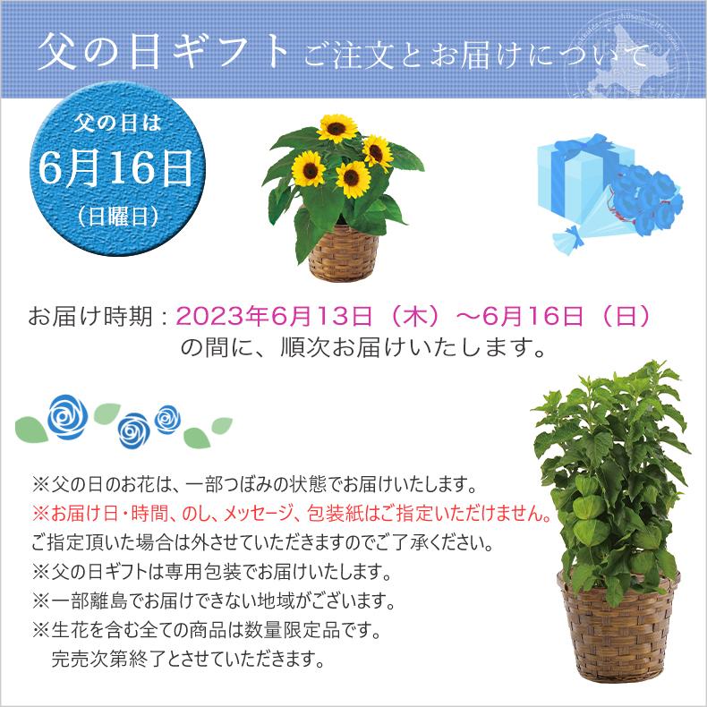 父の日 花 鉢植え プレゼント マダガスカルジャスミン おすすめ ギフト 2024｜t-gift-yasan｜05