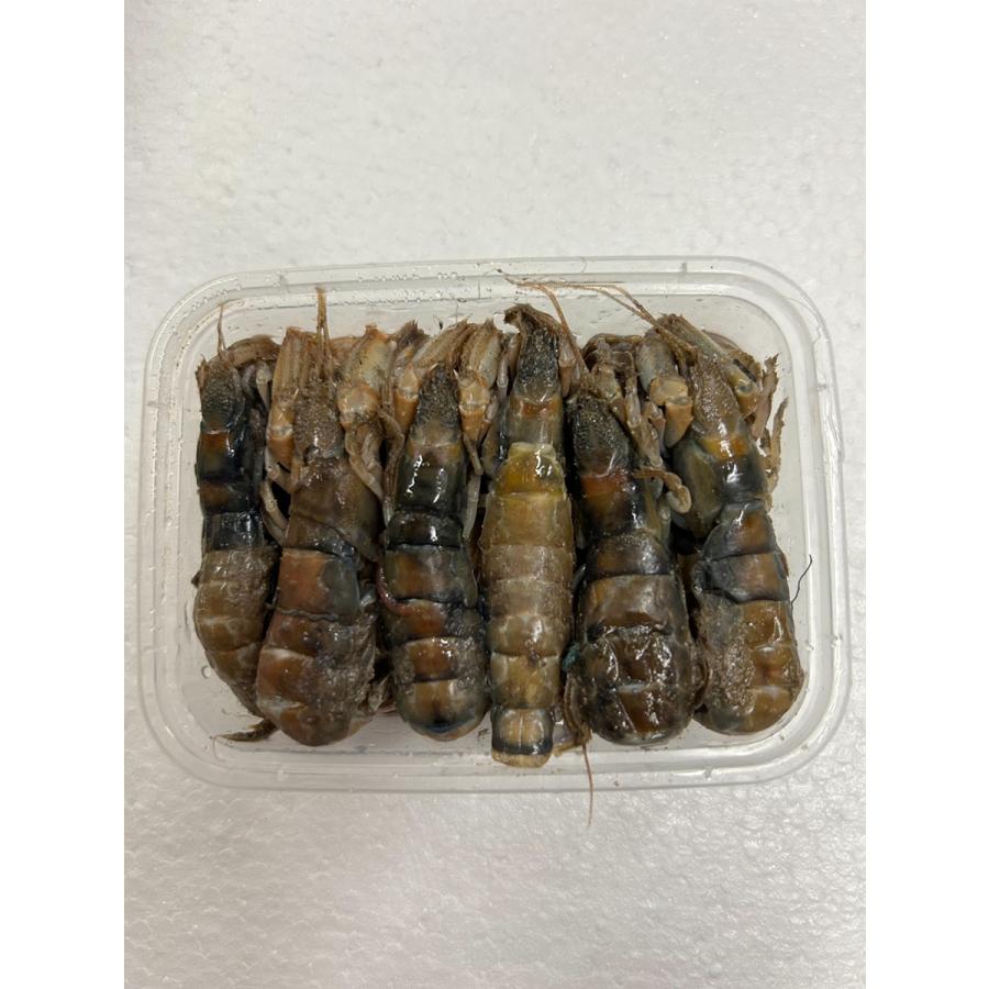 冷凍　大カメジャコ75匹 冷凍 カメジャコ 12匹 ダンゴ釣り 海上釣堀 刺し餌 1000000528756