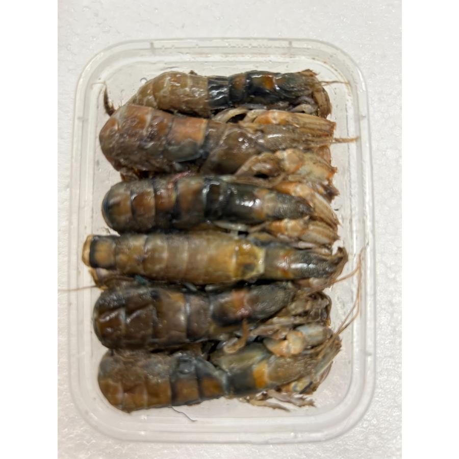 冷凍 カメジャコ 12匹 ダンゴ釣り 海上釣堀 刺し餌 1000000528756 